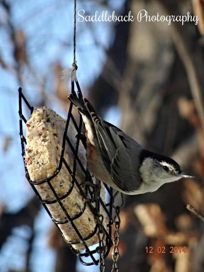 White-breasted Nuthatch  Sitta carolinensis,White-breasted Nuthatch
