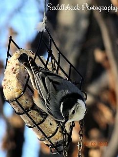 White-breasted Nuthatch  Sitta carolinensis,White-breasted Nuthatch