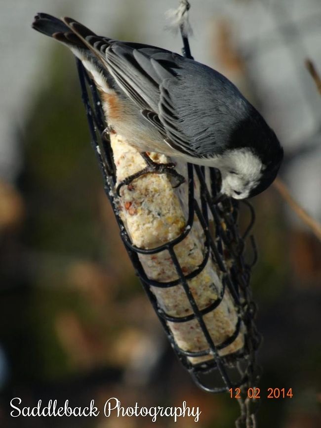 White-breasted Nuthatch  Sitta carolinensis,White-breasted Nuthatch