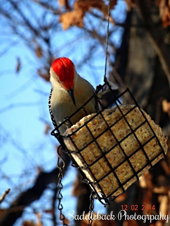 Red-bellied woodpecker  Melanerpes carolinus,Red-bellied Woodpecker