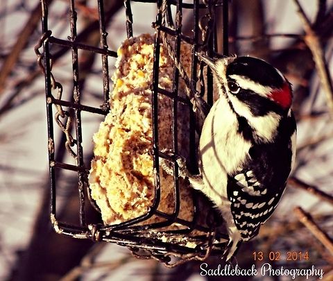 Downy Woodpecker  Downy Woodpecker,Downy woodpecker,Dryobates pubescens,Picoides pubescens