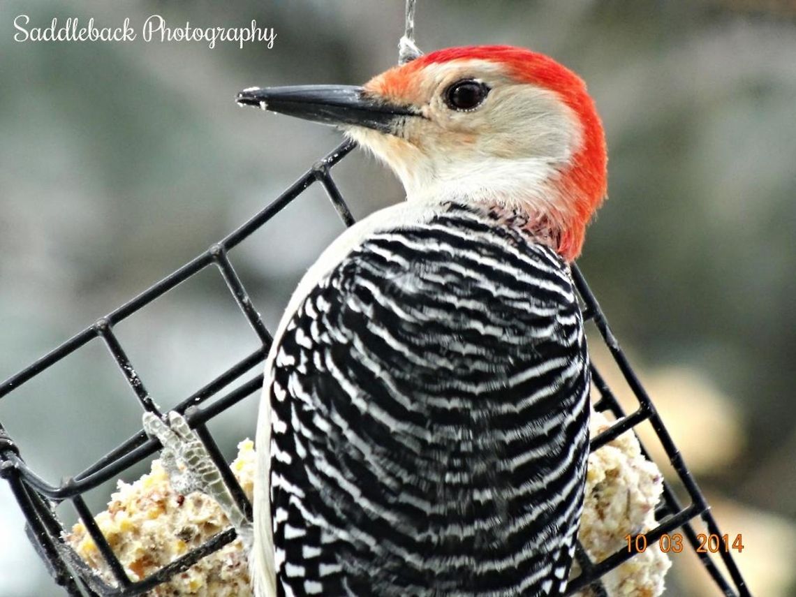 Red-bellied woodpecker  Melanerpes carolinus,Red-bellied Woodpecker