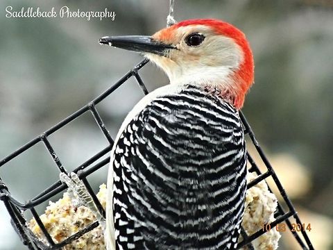 Red-bellied woodpecker  Melanerpes carolinus,Red-bellied Woodpecker