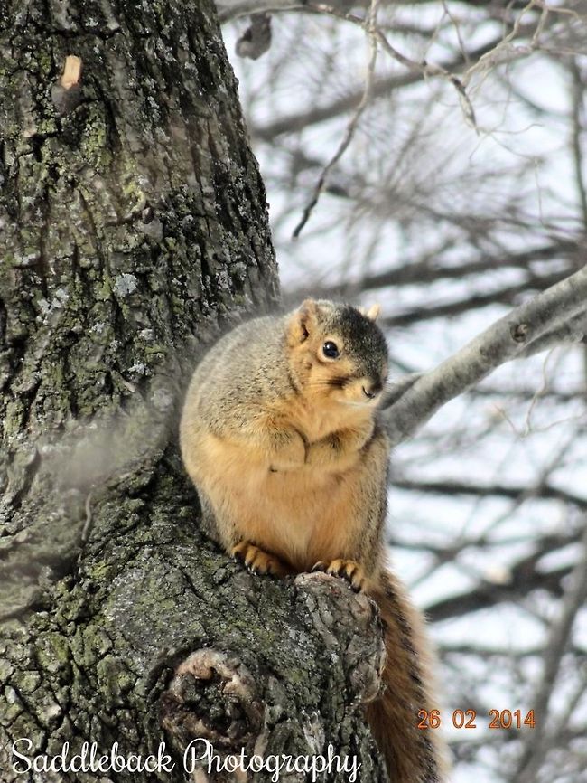 Douglas squirrel  Douglas Squirrel,Tamiasciurus douglasii