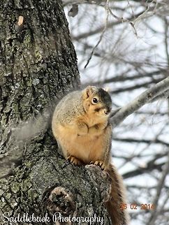 Douglas squirrel  Douglas Squirrel,Tamiasciurus douglasii