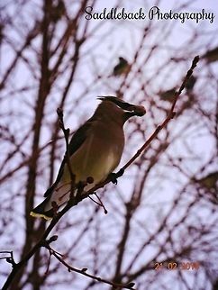 Cedar Waxwing  Bombycilla cedrorum,Cedar Waxwing