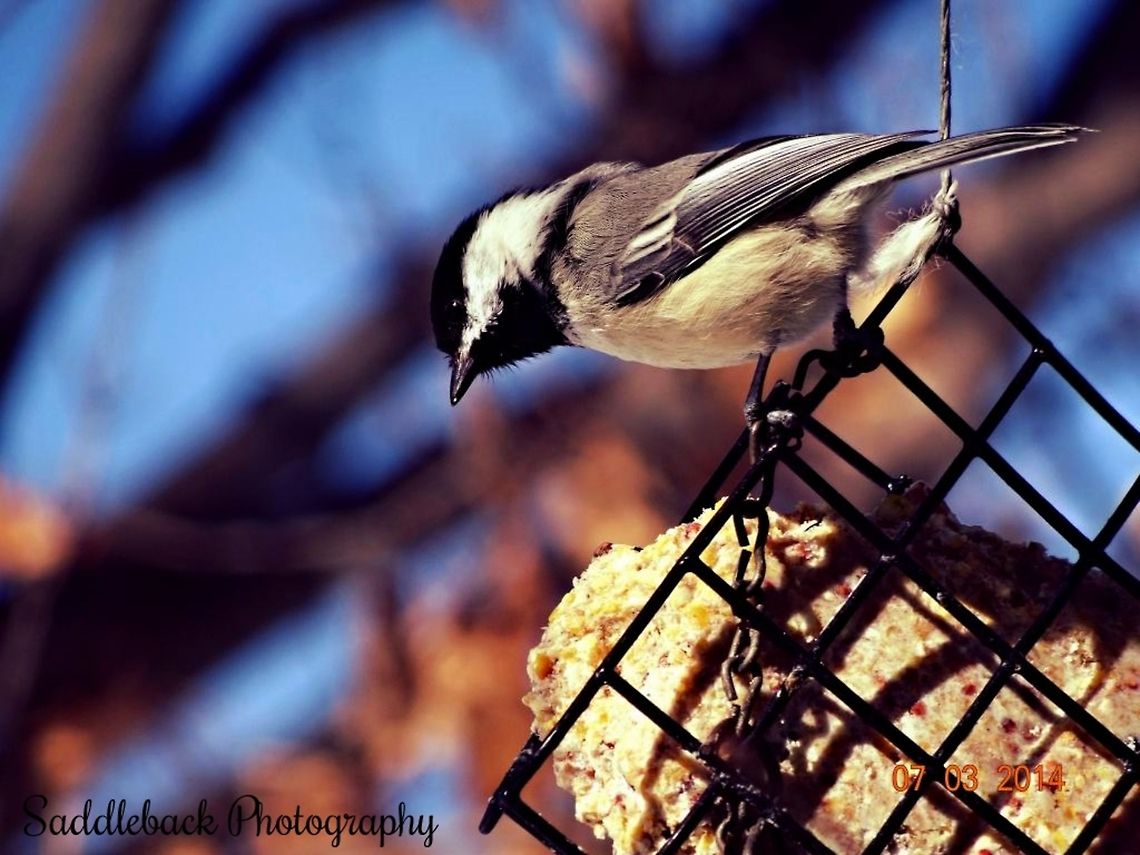 Black-capped Chickadee  Black-capped Chickadee,Poecile atricapillus