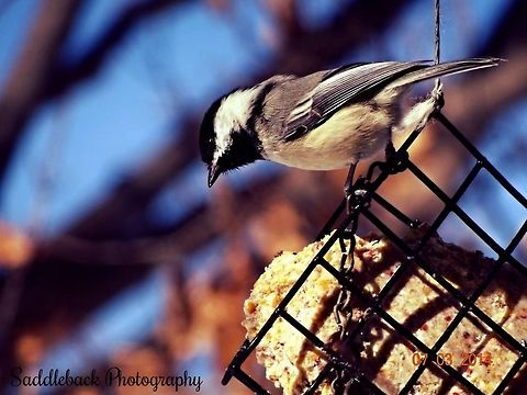 Black-capped Chickadee  Black-capped Chickadee,Poecile atricapillus
