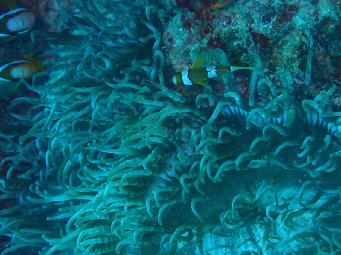 Beaded sea anemone (Heteractis aurora) Is this heteractis aurora or radianthus crispa? Beaded sea anemone,Heteractis aurora