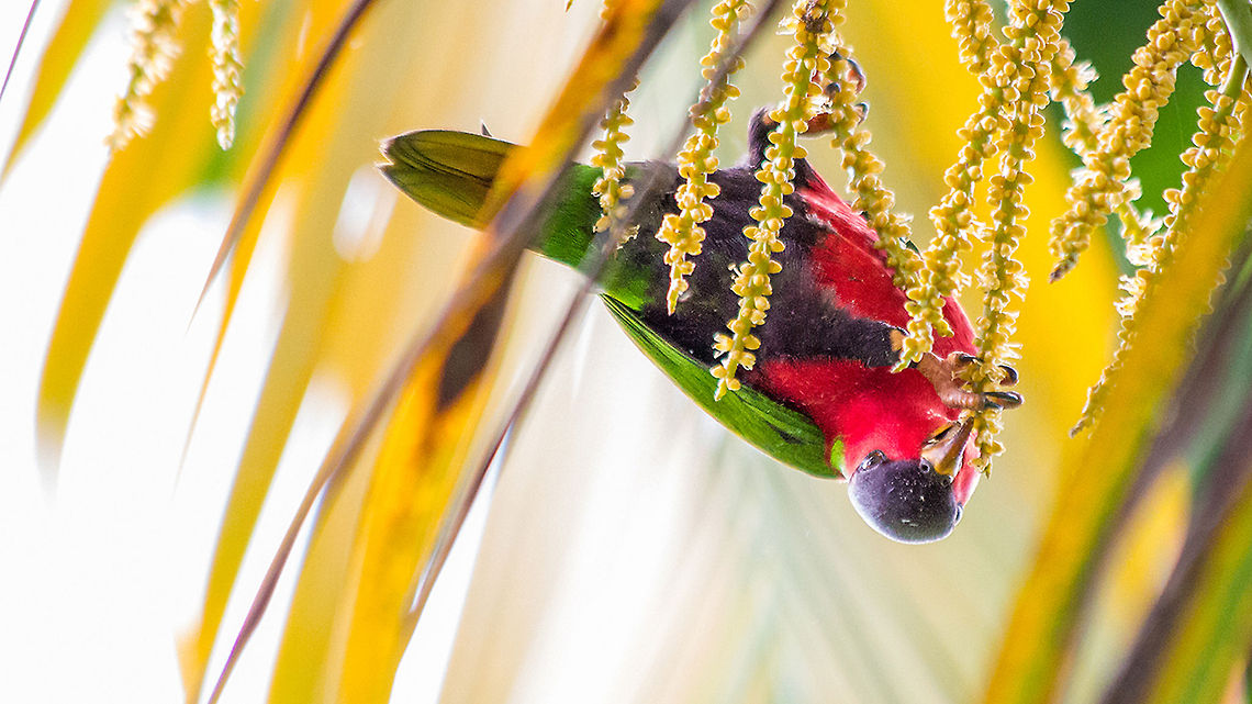 Fijian Kula Endemic to the Islands of Fiji, a Kula (Collared Lory in English) snacks on some palm flowers. In the days of pre-contact pacific, their bright feathers were traded extensively as currency and used to embellish the edges of fine, weaved mats. With the trade banned in the early 20th century, Fijians began using colored wool to adorn mats instead, a practice known to this day as &#039;kula&#039; - A direct reference to the old tradition. Collared,Collared Lory,Fiji,Geotagged,Islands,Kula,Lory,Parrot,Phigys solitarius,Tropical