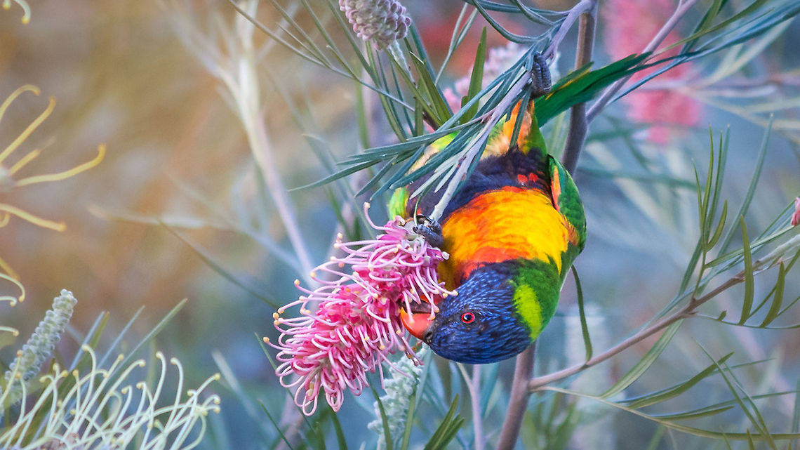 Rainbow Lorikeet The Rainbow Lorikeet is almost as colorful as it is noisy. The definitive aerial ambassador of South-East Brisbane, this parrot can be easily identified by its rainbow palette of feathering and high-pitched, playful scream.  Like a flight aerobatic team with military precision, the lorikeets fly in low and extremely fast, dipping into backyards, shooting over fences and clearing gaps in trees by mere centimeters.  Australia,Brisbane,Geotagged,Lorikeet,Parrot,Rainbow,Rainbow Lorikeet,Rainbow lorikeet,Trichoglossus haematodus,Trichoglossus moluccanus
