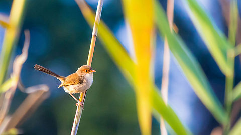 Female Superb Fairy Wren Exhibiting such a high degree of sexual dimorphism, the nondescript appearance of a female Superb Fairy Wren often tricks amateur ornithologists into seeing a different species all together. Perched on a reed stalk as the Brisbane sun sets in the distance, this young mother scans for her mate. Where could he be? Australia,Bird,Brisbane,Fairy,Geotagged,Malurus cyaneus,Reed,Superb,Superb Fairywren,Wren