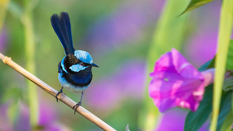 Male Superb Fairy Wren Here he is! Although Superb Fairywrens pair for life, they are often considered 'the most unfaithful bird in the world'. Perched upon a reed, he searches for insects to feed his newly hatched offspring... or another bird to cheat with ;) Australia,Bird,Brisbane,Fairy,Geotagged,Malurus cyaneus,Superb,Superb Fairywren,Wren