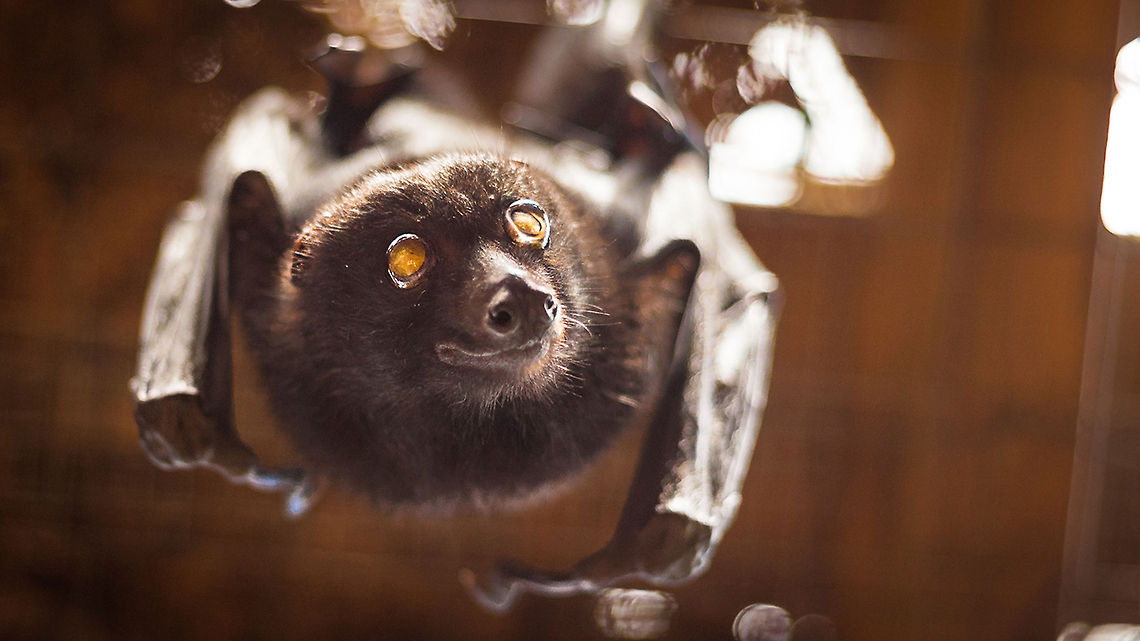 Blind Bella  Left sightless from a car accident, Blind Bella is a black Flying-fox at the &#039;Australian Bat Clinic&#039;. First arriving as a patient, she is now employed there as a full-time surrogate mother. Though she will never fly again, Bella is not euthanised because she assists the clinic by actively raising 2-3 orphaned baby bats each year. Often incorrectly assumed blind, Flying-foxes have better eyesight than a human during the day and a cat at night.  Australia,Australian Bat Clinic,Bat,Black Flying-fox,Blind,Geotagged,Pteropus alecto,black flying fox,flying fox
