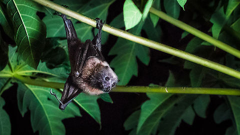 Beka Sigasiga: Samoan Flying-fox Somewhere on the Island of Viti Levu, Fiji... 

The only mammal capable of true flight, a 'Beka Sigasiga' (Known as 'Samoan Flying-fox' in English) hangs from the branch of a pawpaw tree as it surreptitiously approaches the fruit. Clearly visible along the branches are the claw marks of numerous bats who visit this tree regularly. In Fiji, Flying-foxes are considered a delicacy. Bat,Fiji,Flying,Fox,Fruit,Geotagged,Pawpaw,Pteropus,Pteropus samoensis,Samoa flying fox,Samoan,Samoan Flying Fox,Samoensis