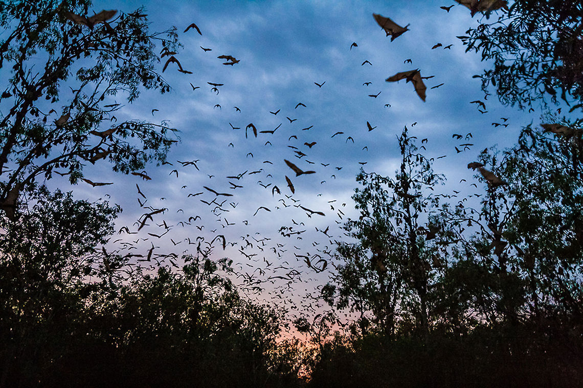 100,000 Little Red Flying Foxes 100,000 Little Red Flying-foxes return to roost as the sun rises over the tiny outback town of Duaringa. A keystone species of Australia, flying foxes play an ecologically paramount role in the region as forest pollinators. Naturally nomadic, Little Reds follow the flowering eucalypt as it seasonally blossoms across Australia. Australia,Eucalyptus,Geotagged,Little red flying fox,Pteropus scapulatus,australia,bat,flying fox,outback,pteropus