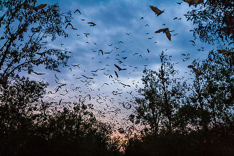 Little red flying fox
