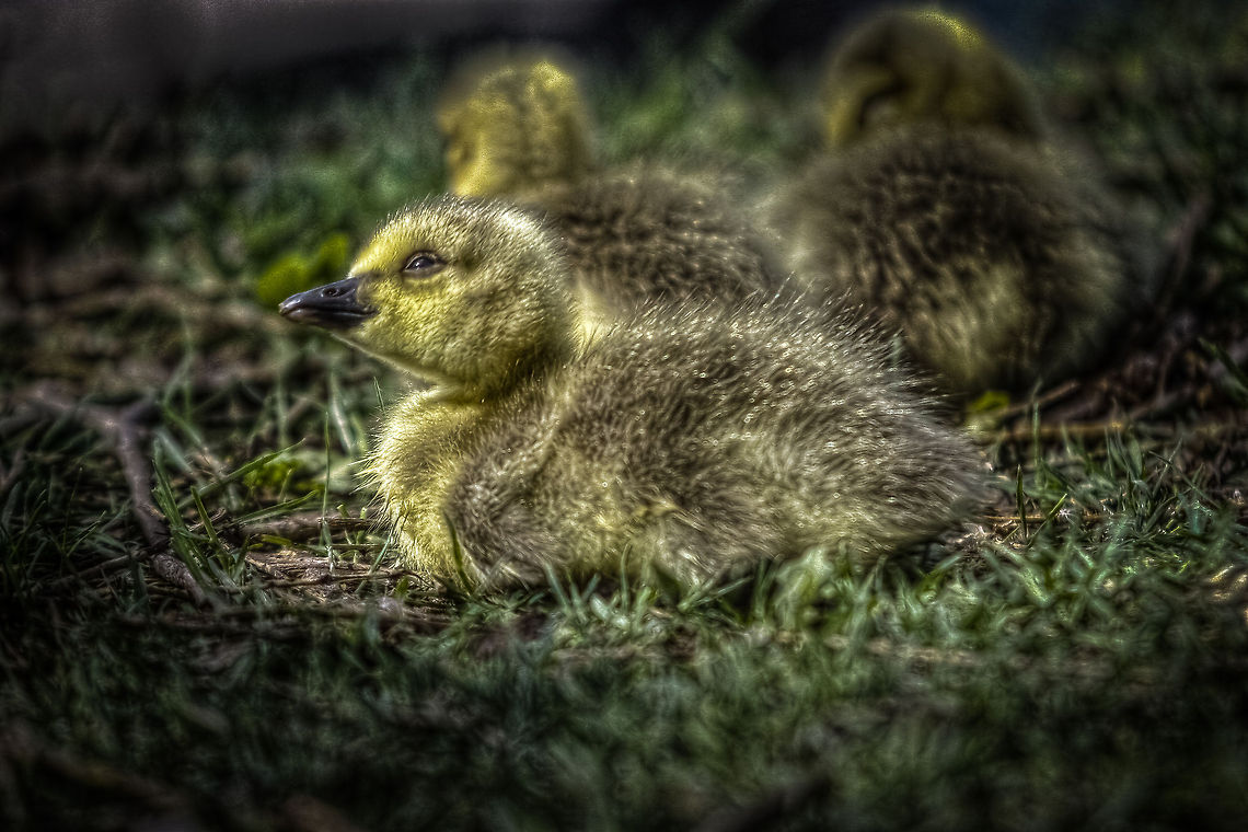 BABY_GEESE-2 Luminance HDR 2.3.0 tonemapping parameters:<br />Operator: Mantiuk06<br />Parameters:<br />Contrast Mapping factor: 0.1<br />Saturation Factor: 0.8 <br />Detail Factor: 11.5 <br />------<br />PreGamma: 1