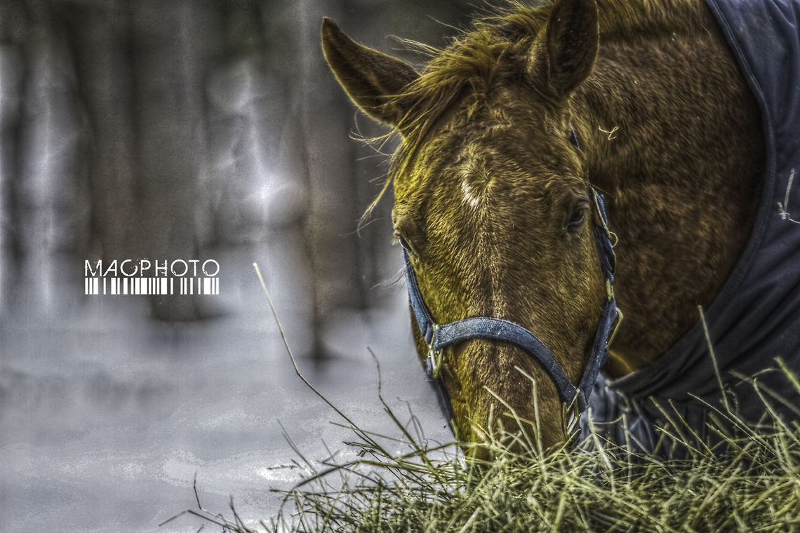 EATIN HAY Luminance HDR 2.3.0 tonemapping parameters:<br />
Operator: Mantiuk06<br />
Parameters:<br />
Contrast Mapping factor: 0.1<br />
Saturation Factor: 0.8 <br />
Detail Factor: 6.8 <br />
------<br />
PreGamma: 1 Domestic horse,Equus ferus caballus