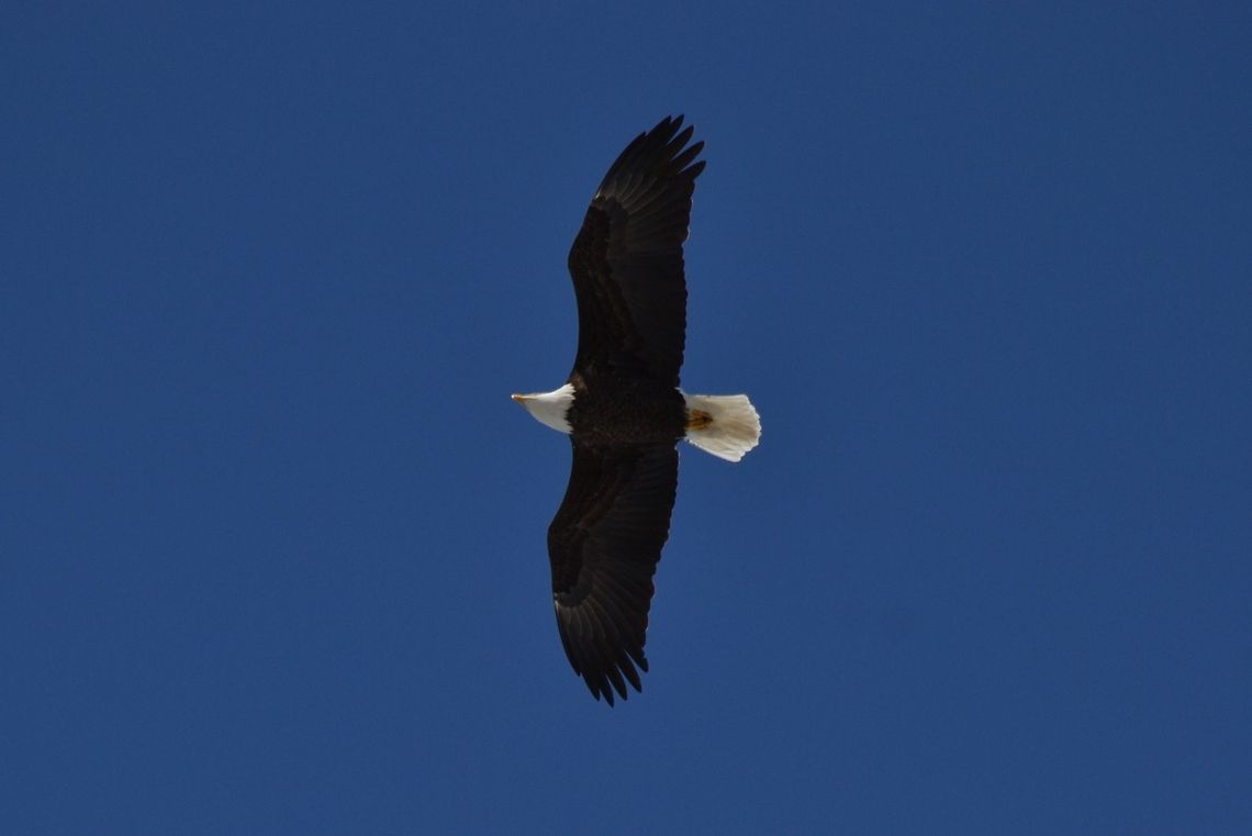 Soaring Through the Blue American Bald Eagle flying over Onondaga Lake, NY Bald Eagle,Haliaeetus leucocephalus,Onondaga