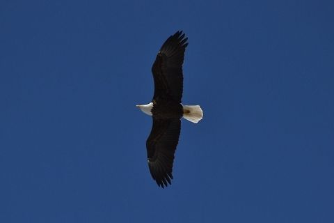 Soaring Through the Blue American Bald Eagle flying over Onondaga Lake, NY Bald Eagle,Haliaeetus leucocephalus,Onondaga