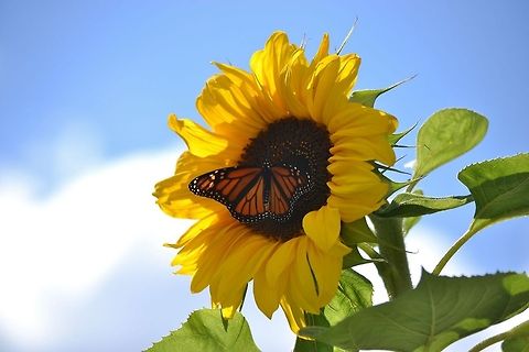 Soaking Up the Sunflower A Monarch butterfly on a Sunflower. Danaus plexippus,Monarch,Sunflower