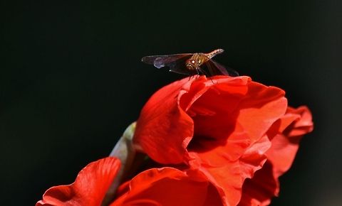 Seeing Red Dragonfly with red eyes on a Gladiolus flower. Dragonfly,Gladiolus,red