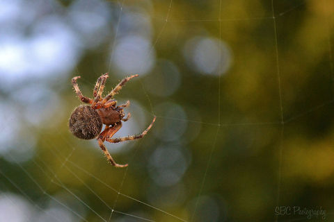Spotted Orbweaver  Neoscona crucifera,bokeh,spider,web