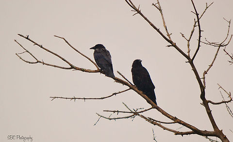 Waiting Patiently A pair of Crows waiting out a downpour. American Crow,Common Crow,Corvus brachyrhynchos,Crow,rain,storm