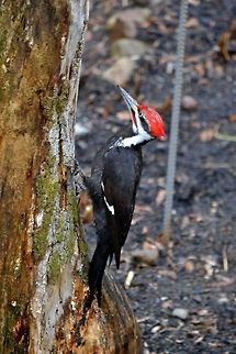 Pileated Woodpecker  Dryocopus pileatus,Pileated Woodpecker