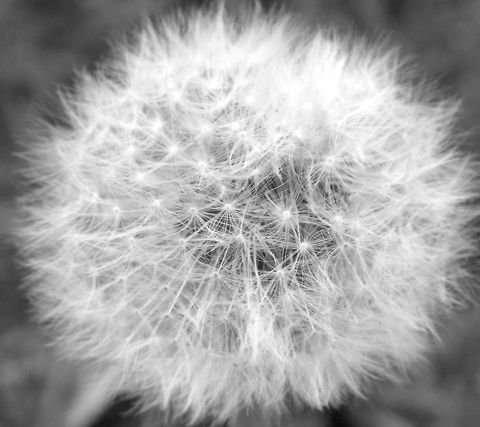 Common dandelion - macro (B&W)  Common dandelion,Taraxacum officinale