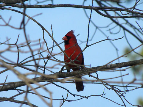 Northern Cardinal on branch  Cardinalis cardinalis,Northern Cardinal