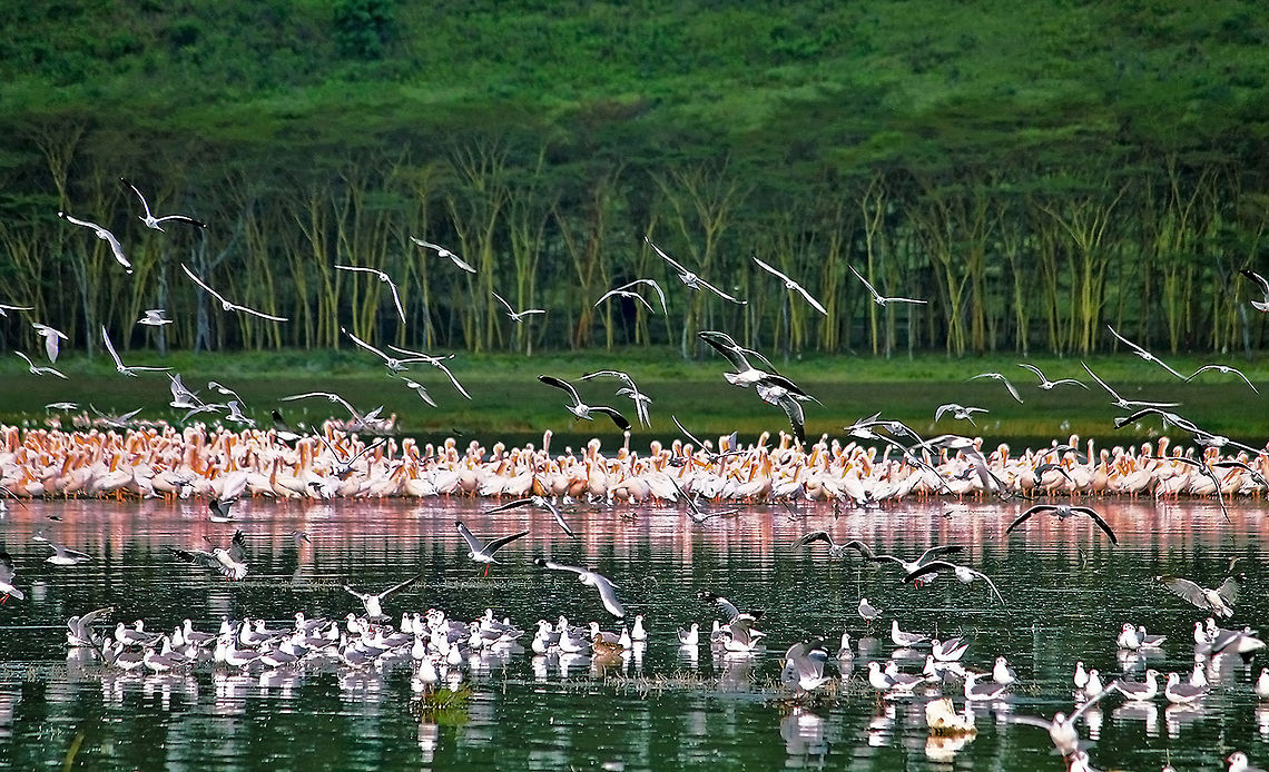 The_wings_of_Nakuru Against the backdrop of Acacia forests in front of lake Nakuru National Park of Kenya, a group of greater and lesser Flamingos - the crimson winged birds were spending time. Add to that Avocets. The entire scene stood for great biodiversity. Africa,Birds,Forest,Great White Pelican,Pelecanus onocrotalus,kenya,nature,waterbirds
