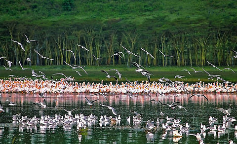 The_wings_of_Nakuru Against the backdrop of Acacia forests in front of lake Nakuru National Park of Kenya, a group of greater and lesser Flamingos - the crimson winged birds were spending time. Add to that Avocets. The entire scene stood for great biodiversity. Africa,Birds,Forest,Great White Pelican,Pelecanus onocrotalus,kenya,nature,waterbirds