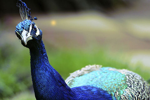 The_gaze In a cloudy afternoon, he gave me a gaze worth remembering :) Birds,Indian Peafowl,Pavo cristatus,Peacock,color,nature