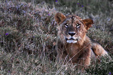 A_moment_of_convergence The sun was about to set...and she looked into my eyes Africa,Forest,Lion,Panthera leo,animal,lion,nature,wildlife