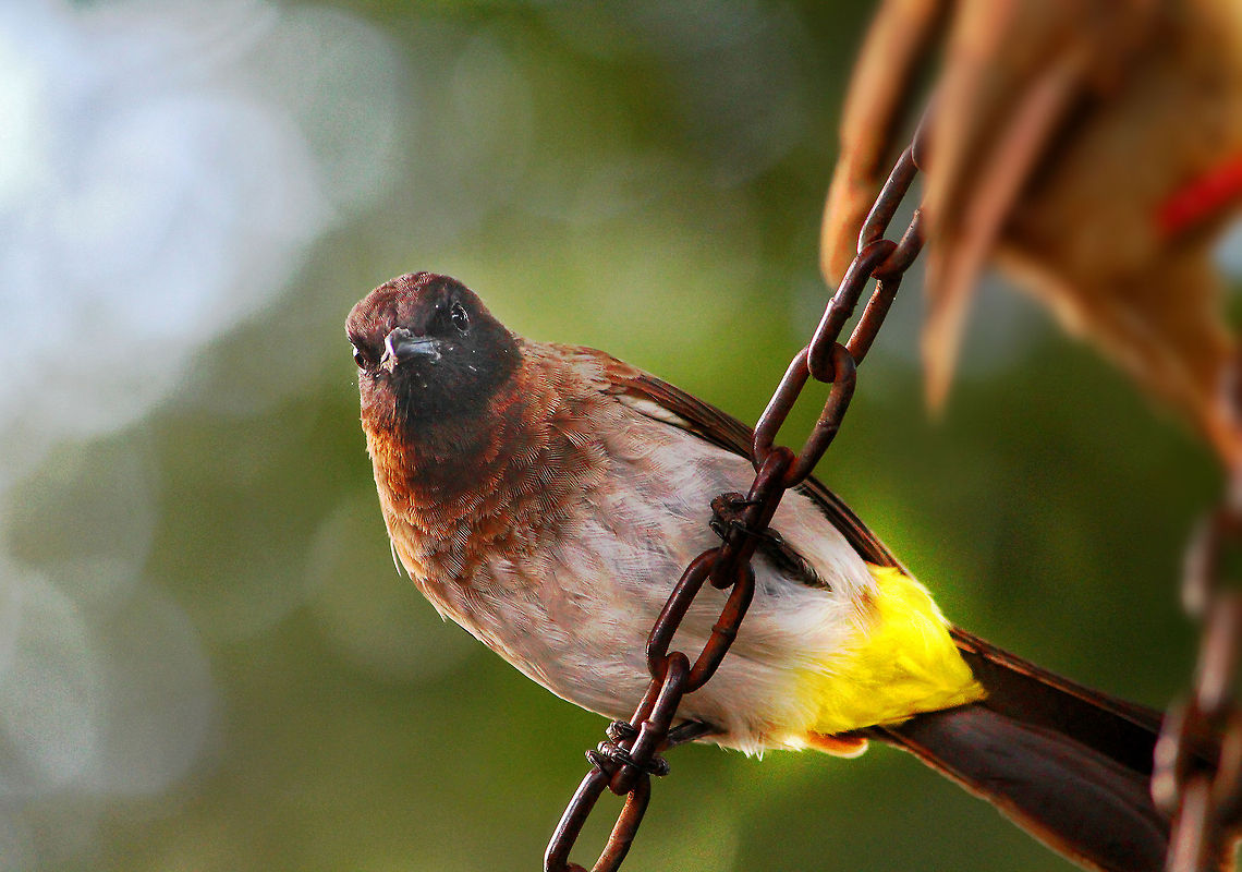 Afternoon_play This bird wa splaying away in the Aberdare Ntaional Park in Kenya. There was a small swinger kept in the park in the memory of one of the tourists who died. The birds flocked in to dig in from fruits. Africa,Birds,Common Bulbul,Pycnonotus barbatus