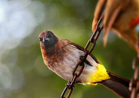 Afternoon_play This bird wa splaying away in the Aberdare Ntaional Park in Kenya. There was a small swinger kept in the park in the memory of one of the tourists who died. The birds flocked in to dig in from fruits. Africa,Birds,Common Bulbul,Pycnonotus barbatus