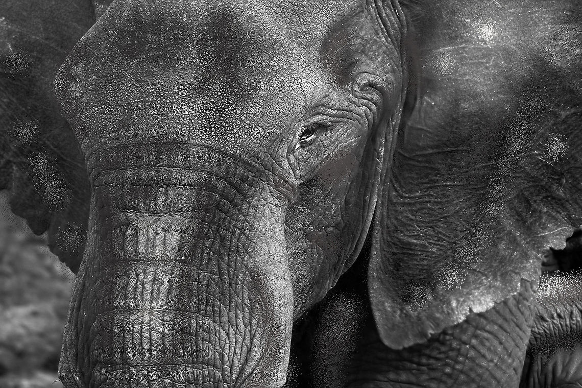 The_wise_animal The wisest of the lot - tried capturing the calmness of this beautiful species Geotagged,Kenya