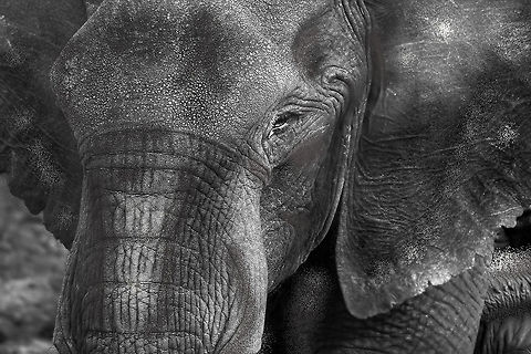 The_wise_animal The wisest of the lot - tried capturing the calmness of this beautiful species Geotagged,Kenya