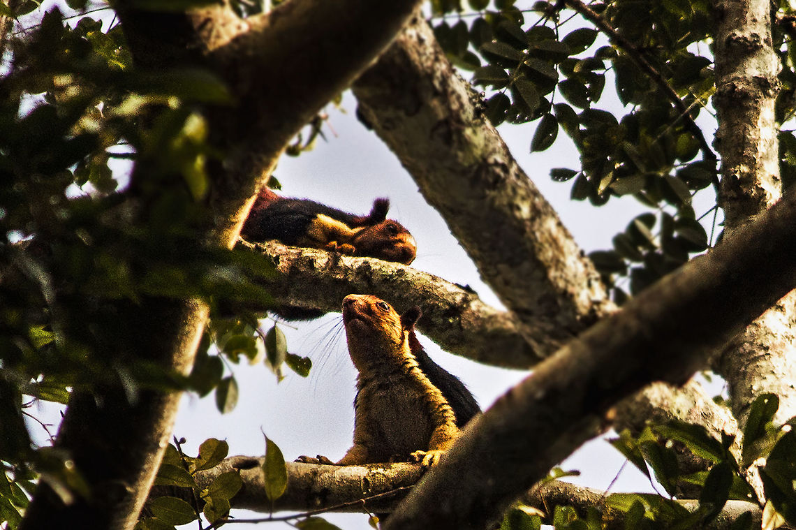 Giant_Malabar_Squirrel The Indian giant squirrel, or Malabar giant squirrel is a large tree squirrel species genus Ratufa native to India. It is a large-bodied diurnal, arboreal, and herbivorous squirrel found in South Asia. Geotagged,India,Indian Giant Squirrel,Ratufa indica