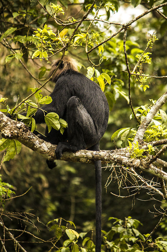 Nilgiri_Langur Known for their different color of face, black and body and long tail.The Nilgiri langur (Trachypithecus johnii) is a lutung (a type of Old World monkey) found in the Nilgiri Hills of the Western Ghats in South India. Geotagged,India,Nilgiri langur,Trachypithecus johnii