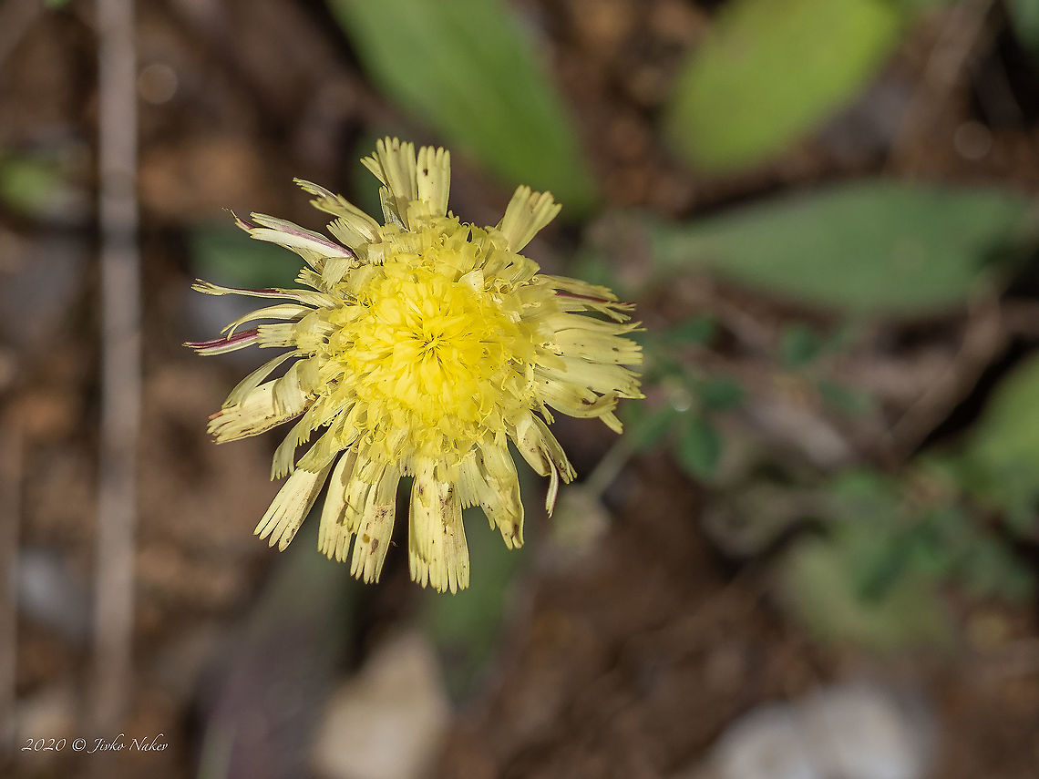 Pilosella officinarum - Mouse-ear hawkweed <figure class="photo"><a href="https://www.jungledragon.com/image/100335/pilosella_officinarum_-_mouse-ear_hawkweed.html" title="Pilosella officinarum - Mouse-ear hawkweed"><img src="https://s3.amazonaws.com/media.jungledragon.com/images/1332/100335_thumb.jpg?AWSAccessKeyId=05GMT0V3GWVNE7GGM1R2&Expires=1759968010&Signature=tWomVCqsHZ1BFONutw%2BrbE0bLRg%3D" width="96" height="152" alt="Pilosella officinarum - Mouse-ear hawkweed https://www.jungledragon.com/image/100333/pilosella_officinarum_-_mouse-ear_hawkweed.html Asteraceae,Asterales,Bulgaria,Eudicot,Europe,Flowering Plant,Geotagged,Hieracium pilosella,Magnoliophyta,Mouse-ear hawkweed,Pilosella officinarum,Plantae,Summer,Vitosha Mountain Nature Park,Wildlife" /></a></figure> Asteraceae,Asterales,Bulgaria,Eudicot,Europe,Flowering Plant,Geotagged,Hieracium pilosella,Magnoliophyta,Mouse-ear hawkweed,Pilosella officinarum,Plantae,Summer,Vitosha Mountain Nature Park,Wildlife