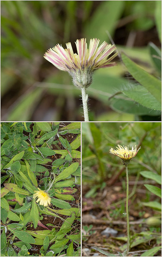 Pilosella officinarum - Mouse-ear hawkweed <figure class="photo"><a href="https://www.jungledragon.com/image/100333/pilosella_officinarum_-_mouse-ear_hawkweed.html" title="Pilosella officinarum - Mouse-ear hawkweed"><img src="https://s3.amazonaws.com/media.jungledragon.com/images/1332/100333_thumb.jpg?AWSAccessKeyId=05GMT0V3GWVNE7GGM1R2&Expires=1759968010&Signature=3DlXQ3OukVfYWSBboP7PL7lVBaQ%3D" width="200" height="150" alt="Pilosella officinarum - Mouse-ear hawkweed https://www.jungledragon.com/image/100335/pilosella_officinarum_-_mouse-ear_hawkweed.html Asteraceae,Asterales,Bulgaria,Eudicot,Europe,Flowering Plant,Geotagged,Hieracium pilosella,Magnoliophyta,Mouse-ear hawkweed,Pilosella officinarum,Plantae,Summer,Vitosha Mountain Nature Park,Wildlife" /></a></figure> Asteraceae,Asterales,Bulgaria,Eudicot,Europe,Flowering Plant,Geotagged,Hieracium pilosella,Magnoliophyta,Mouse-ear hawkweed,Pilosella officinarum,Plantae,Summer,Vitosha Mountain Nature Park,Wildlife