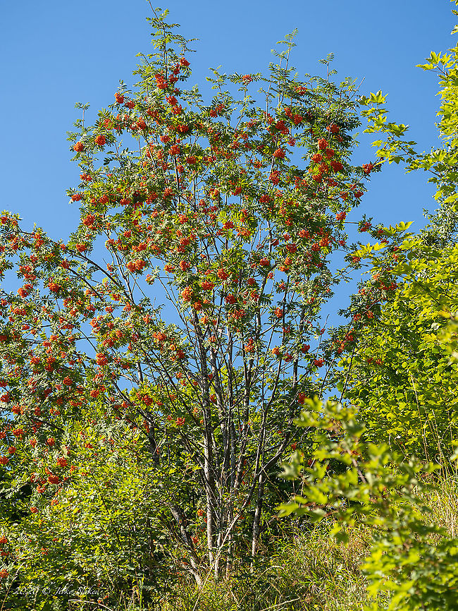 Rowan, Mountain-ash - Sorbus aucuparia  Bulgaria,Eudicot,European Rowan,Flowering Plant,Geotagged,Magnoliophyta,Mountain-ash,Plantae,Rosaceae,Rosales,Rowan,Sorbus aucuparia,Summer,Wildlife