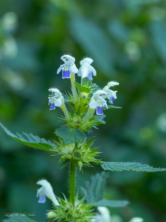 Large-flowered hemp-nettle - Galeopsis speciosa  Bulgaria,Eudicot,Europe,Flowering Plant,Galeopsis speciosa,Geotagged,Lamiaceae,Lamiales,Large-flowered hemp-nettle,Magnoliophyta,Plantae,Summer,Vitosha Mountain Nature Park,Wildlife