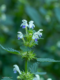 Large-flowered hemp-nettle - Galeopsis speciosa  Bulgaria,Eudicot,Europe,Flowering Plant,Galeopsis speciosa,Geotagged,Lamiaceae,Lamiales,Large-flowered hemp-nettle,Magnoliophyta,Plantae,Summer,Vitosha Mountain Nature Park,Wildlife