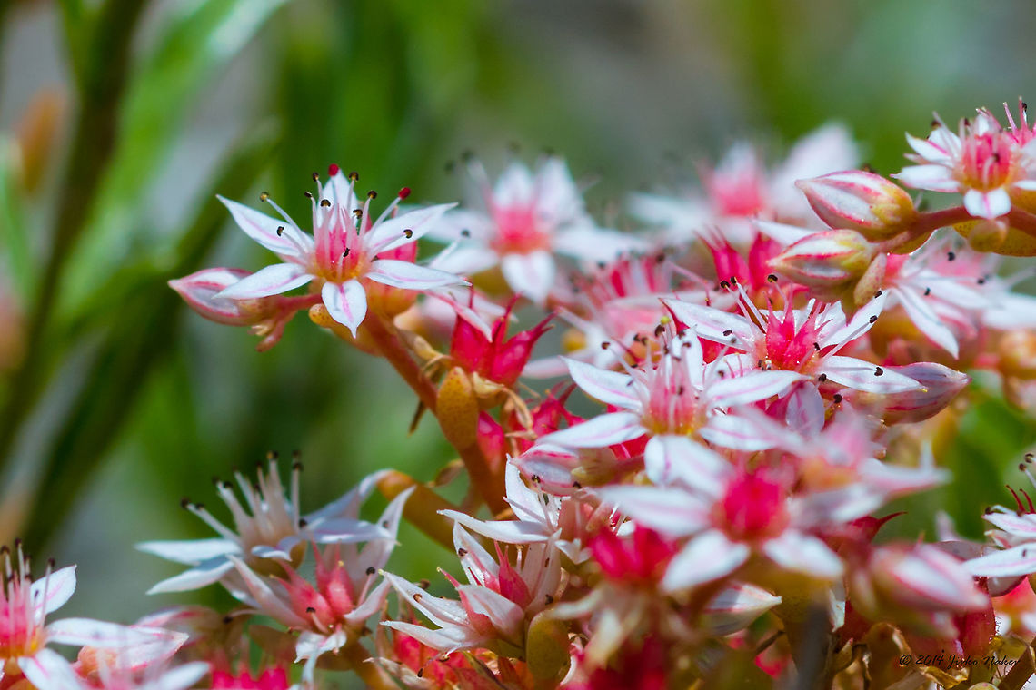 Beautiful tender flower - Red stonecrop - Sedum rubens Browsing archives I found a few photos of this beautiful flower made back in 2014 - one of my first wildlife photographs. <br />
 Bulgaria,Geotagged,Red stonecrop,Sedum rubens,Spring,nature,pink flower,wild flower
