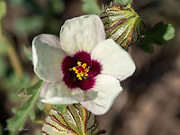 Flower-of-an-hour - Hibiscus trionum https://www.jungledragon.com/image/100597/flower-of-an-hour_-_hibiscus_trionum.html Bladder ketmia,Bulgaria,Eudicot,Europe,Flower-of-an-hour,Flowering Plant,Geotagged,Hibiscus trionum,Magnoliophyta,Malvaceae,Malvales,Mramor,Plantae,Sofia,Summer,Wildlife