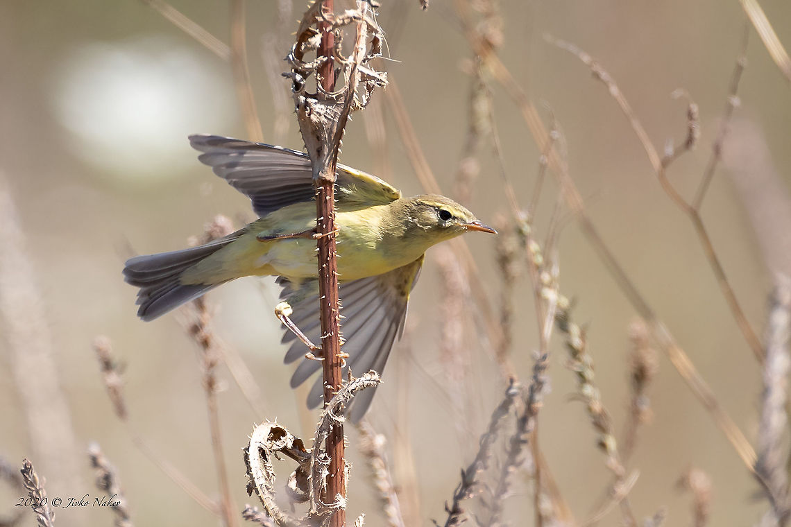Willow warbler - Phylloscopus trochilus  Animal,Animalia,Aves,Bird,Bulgaria,Chordata,Europe,Geotagged,Ognyanovo dam,Passeriformes,Passerine,Phylloscopidae,Phylloscopus trochilus,Sofia,Summer,Wildlife,willow warbler